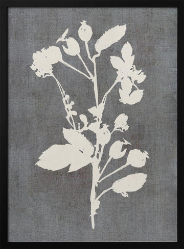 Botanical Rose Silhouette | Poster - Black Metal Frame Interior