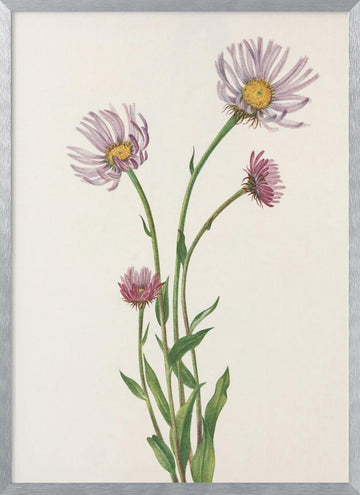 Alaska Fleabane From North American Wildflowers (1925) By Mary Vaux Walcott. | Poster - Silver Frame Interior