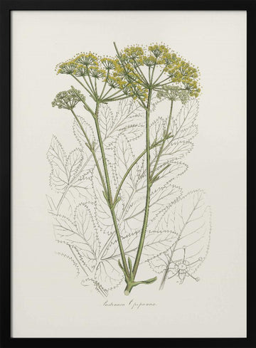 Opobalsam (pastinaca Opopanax)  Medical Botany | Poster - Black Metal Frame Interior