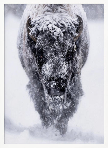 Majestic Bison Snowstorm | Poster - White Frame Interior