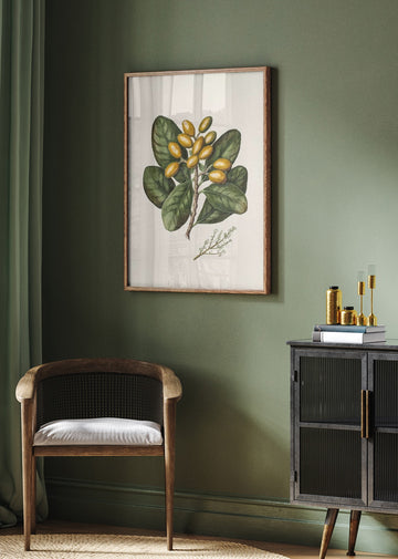 Karaka Drawn By Sarah Featon (1848–1927) | Poster - Room Interior 2