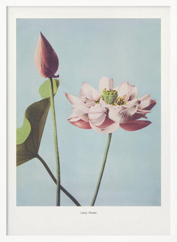  Lotus Flowers | Poster - White Frame Interior