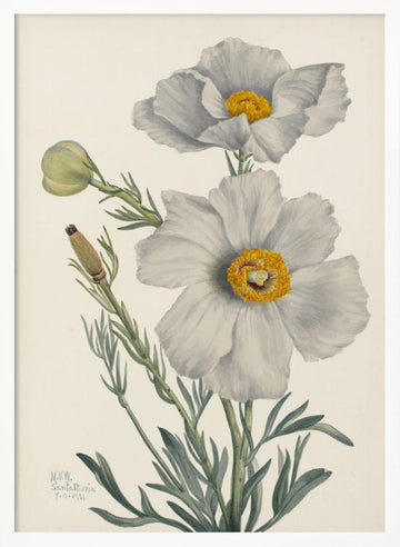 Matilija Poppy | Poster - White Frame Interior