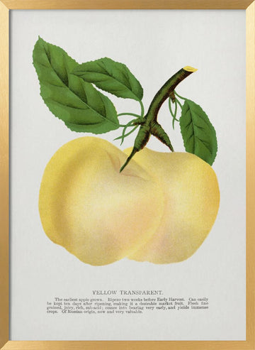 Yellow Transparent Apple Lithograph | Poster - Gold Frame Interior