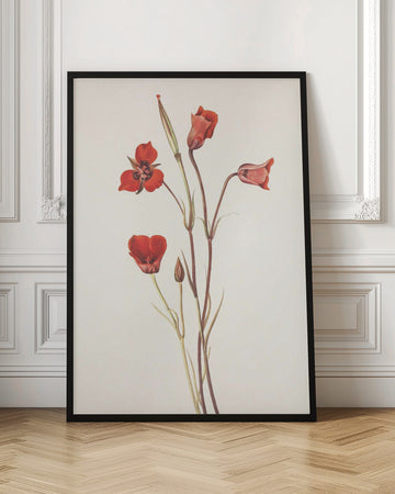 Scarlet Mariposa From North American Wildflowers (1925) By Mary Vaux Walcott | Poster - Room Interior 1