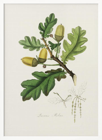 English Oak (quercus) Medical Botany | Poster - White Frame Interior
