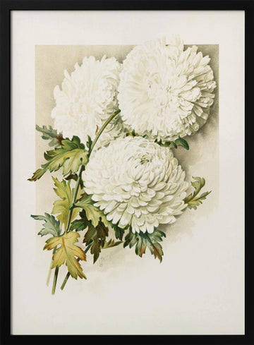 Chrysanthemums for Christmas Eve | Poster - Black Metal Frame Interior