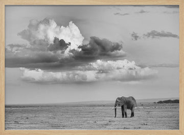 Lone Elephant Under Dramatic Sky | Poster - Wood Frame Interior