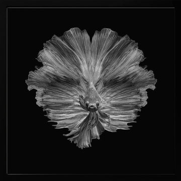 Graceful Betta Portrait | Poster - Black Metal Frame Interior