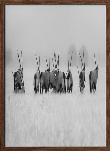Oryx in the Mist | Poster - Walnut Frame Interior