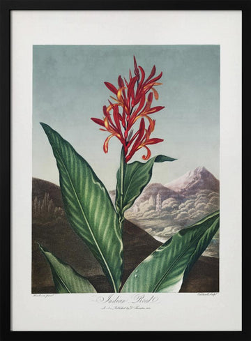 Indian Reed from The Temple of Flora (1807) | Poster - Black Metal Frame Interior