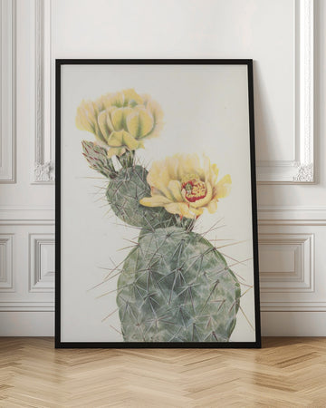 Missouri Prickly Pear From North American Wildflowers (1925) By Mary Vaux Walcott. | Poster - Room Interior 1