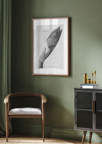 Aristolochia clematitis | Poster - Room Interior 2