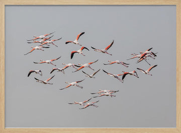 Flamingos In Flight | Poster - Wood Frame Interior