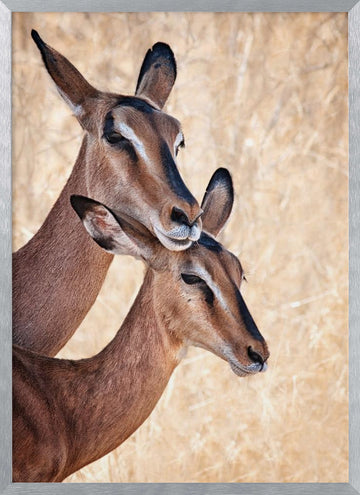 Gentle Impala Embrace | Poster - Silver Frame Interior