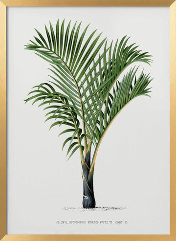 Xvii Hyophorbe V | Poster - Gold Frame Interior
