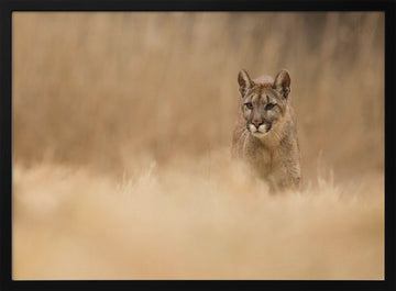 Cougar in Golden Grass | Poster - Black Metal Frame Interior