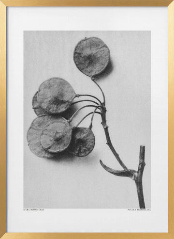 Ptelea Trifoliata | Poster - Gold Frame Interior