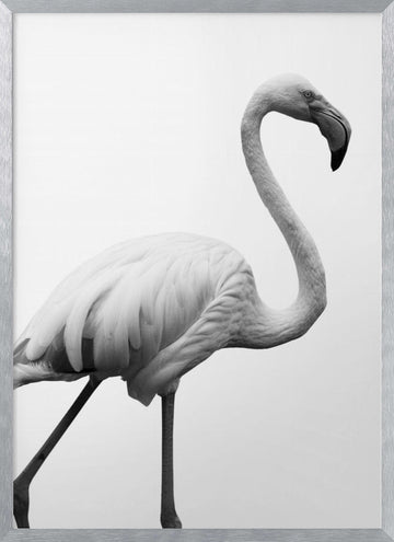 Graceful Silhouette | Poster - Silver Frame Interior