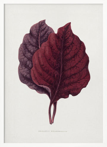 Pink Amarantus Leaf Illustration | Poster - White Frame Interior