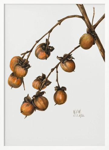 Persimmon (1920) | Poster - White Frame Interior