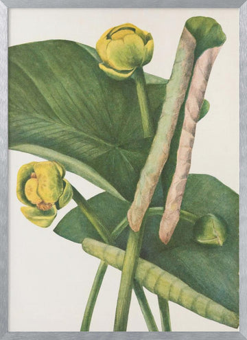 Spatterdock From North American Wildflowers (1925) By Mary Vaux Walcott. | Poster - Silver Frame Interior