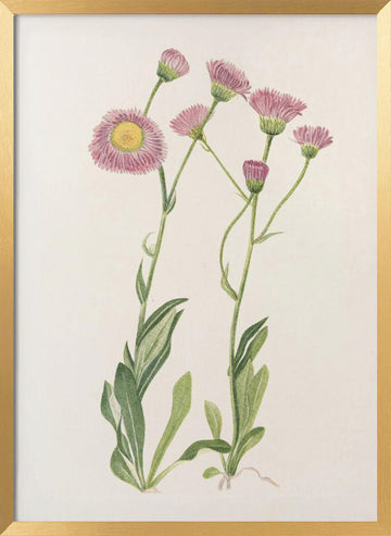 Meadow Fleabane From North American Wildflowers (1925) By Mary Vaux Walcott | Poster - Gold Frame Interior