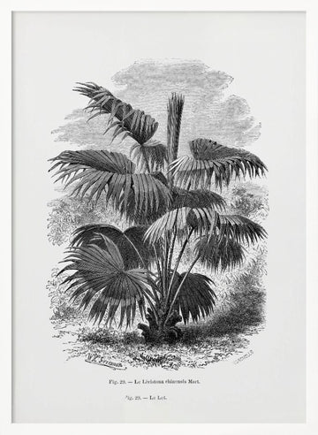Vintage Palm Tree Drawing Xii | Poster - White Frame Interior