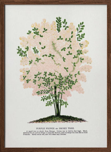 Purple Fringe Tree Lithograph | Poster - Walnut Frame Interior