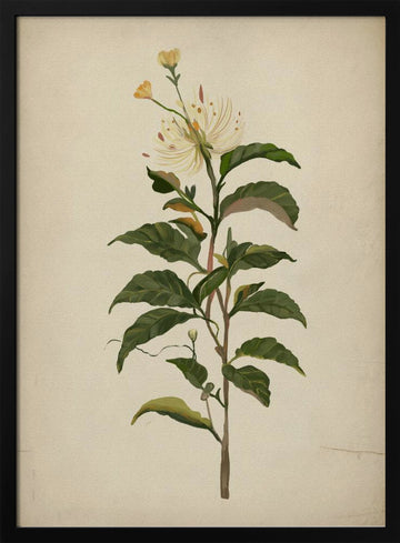 Elegant Botanical Bloom | Poster - Black Metal Frame Interior