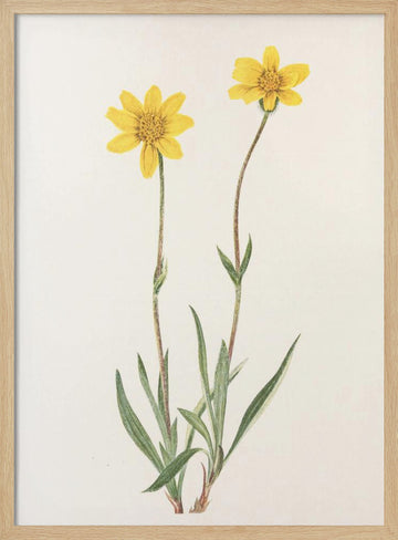Woolly Arnica From North American Wildflowers (1925) By Mary Vaux Walcott | Poster - Wood Frame Interior
