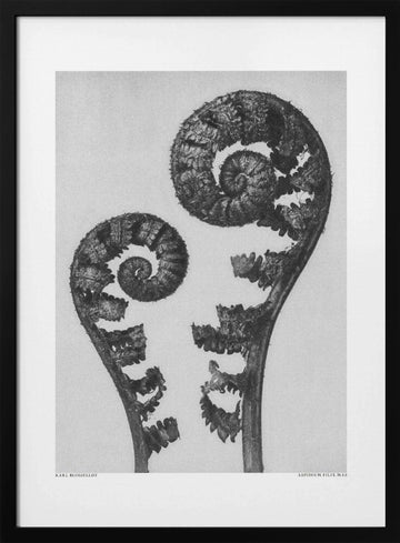 Aspidium Filix Mas | Poster - Black Metal Frame Interior