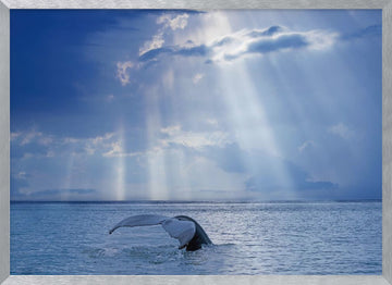 Whale Tail Sun Rays | Poster - Silver Frame Interior