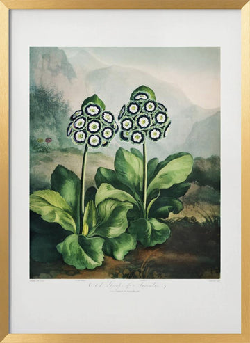 A Group of Auriculas from The Temple of Flora 2 (1807) | Poster - Gold Frame Interior