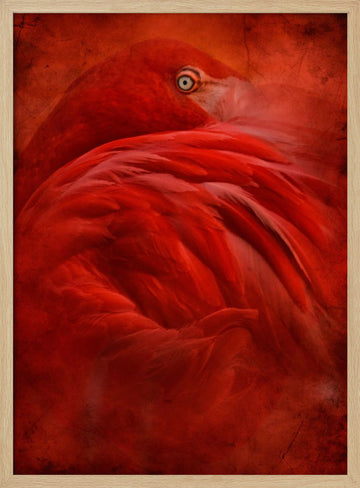 Vibrant Crimson Flamingo | Poster - Wood Frame Interior
