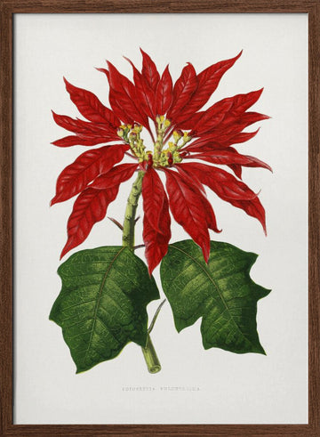 Poinsettia Pulcherrima Leaf Illustration | Poster - Walnut Frame Interior