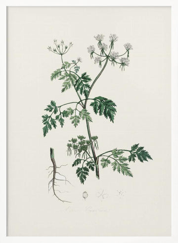 Poison Parsley (aethusa Cynapium) Medical Botany | Poster - White Frame Interior