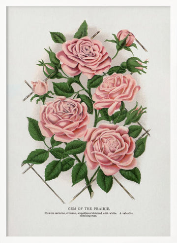Pink Rose, Gem of the Prairie Lithograph | Poster - White Frame Interior