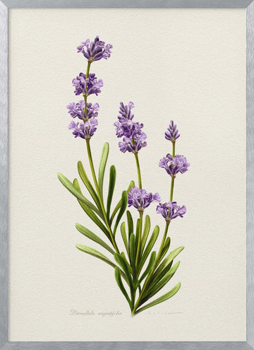 Elegant Lavender Botanical | Poster - Silver Frame Interior