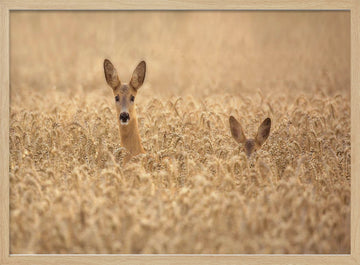 Curious Deer in Golden Wheat | Poster - Wood Frame Interior