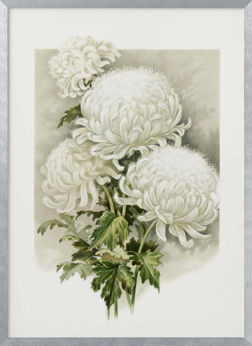 Mrs. Alpheus Hardy | Poster - Silver Frame Interior