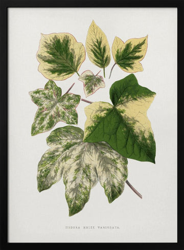 Green Leaf Illustration | Poster - Black Metal Frame Interior
