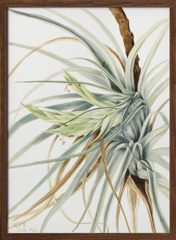 Wild Pineapple (1921) | Poster - Walnut Frame Interior