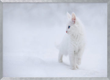 White Kitten in Snow | Poster - Silver Frame Interior
