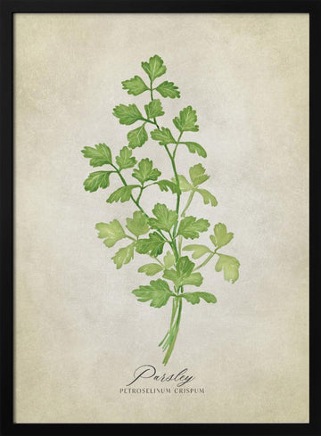 Green Parsley Botanical | Poster - Black Metal Frame Interior