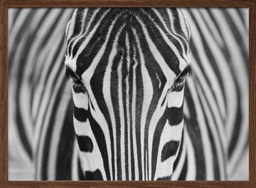 Intense Zebra Eyes | Poster - Walnut Frame Interior