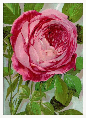 Pink Rose, Mrs John Laing Lithograph | Poster - White Frame Interior