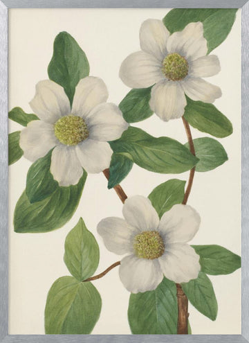 Pacific Dogwood | Poster - Silver Frame Interior