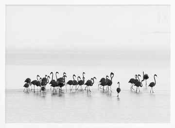 Graceful Flamingos Wading | Poster - White Frame Interior