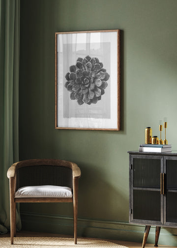 Margined Pyramidal Saxifrage | Poster - Room Interior 2